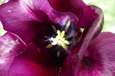 Macro