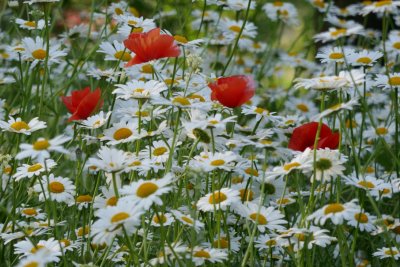 Wild Flowers