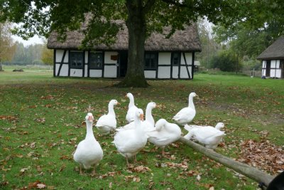 Geese
