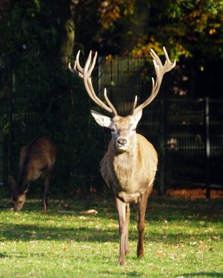 The stag