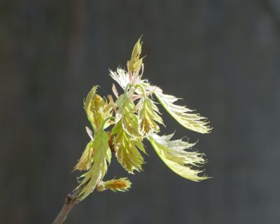 Spring leaf