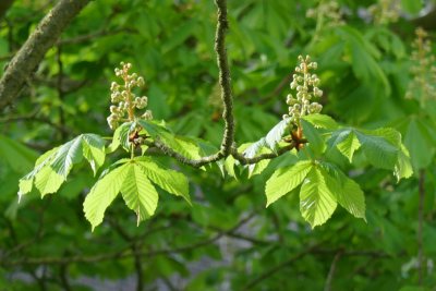 Chestnut candles