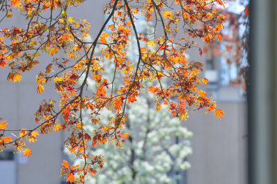 Springtime in Toronto