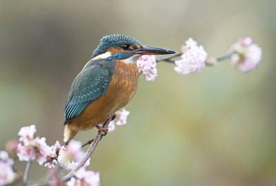 ijsvogel; Common Kingfisher ;Alcedo atthis