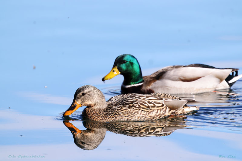 Mallard Pair