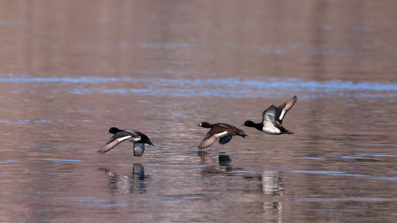 Greater Scaup