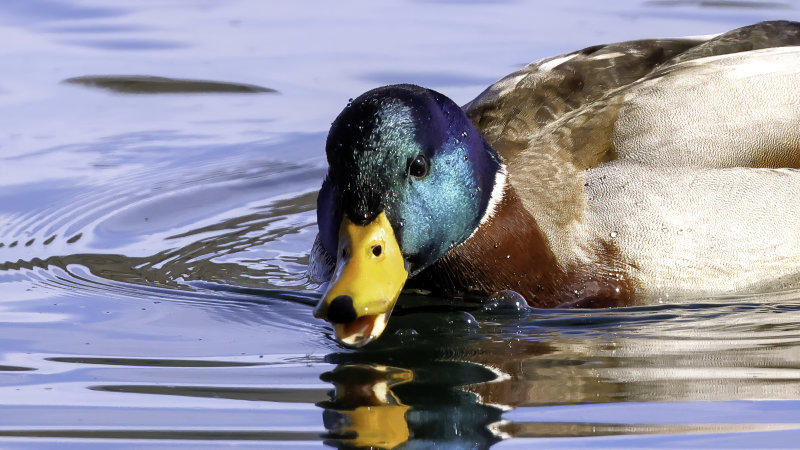 Drake Mallard
