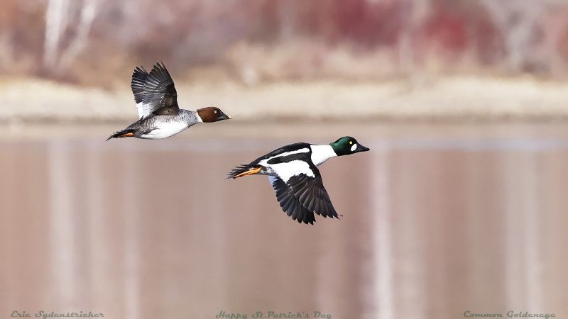 Common Goldeneye
