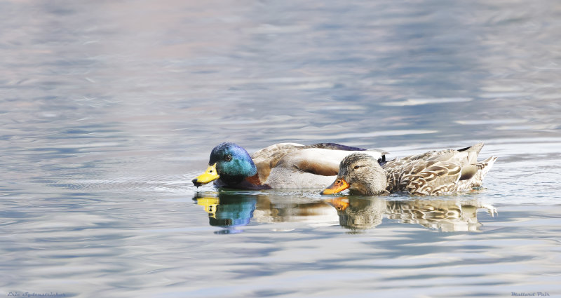 Mallard Pair