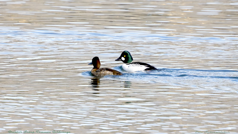 Greater Scaup/Common Goldeneye