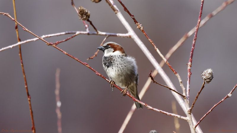 House Sparrow
