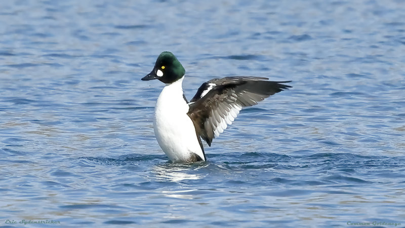 Common Goldeneye