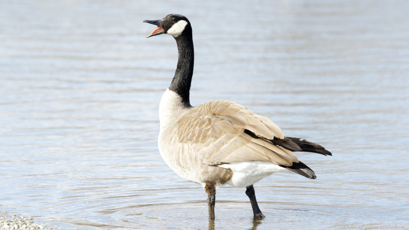Canadian Goose
