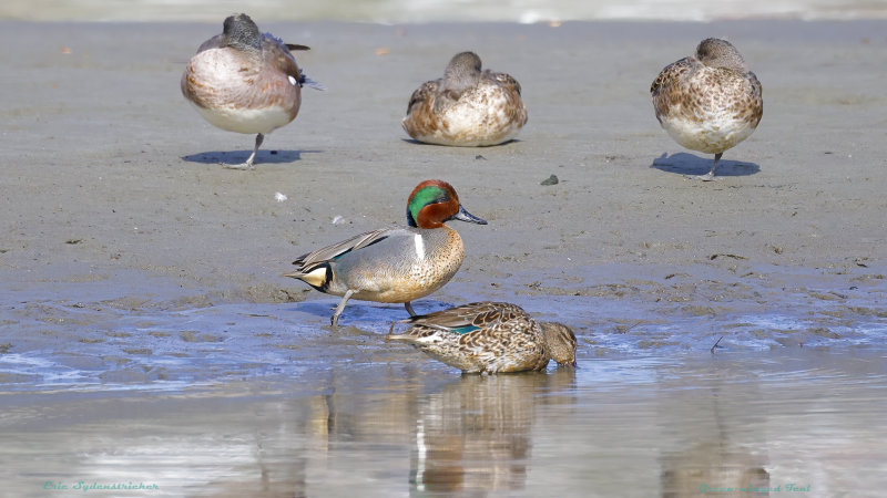Green-winged Teal