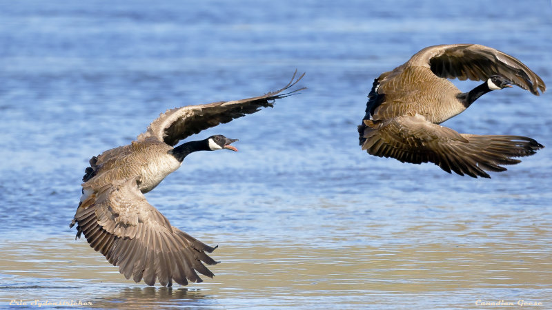 Canadian Geese