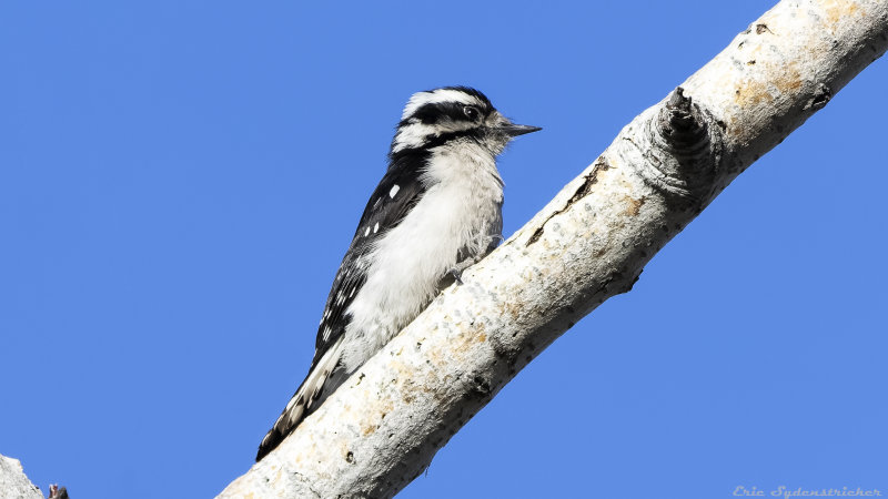 Downey Woodpecker