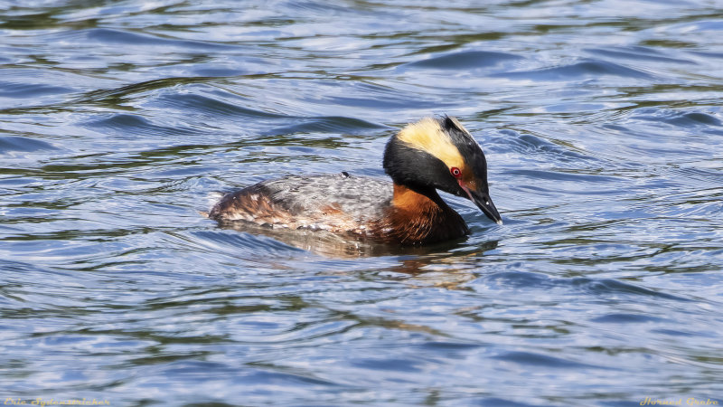 Horned grebe