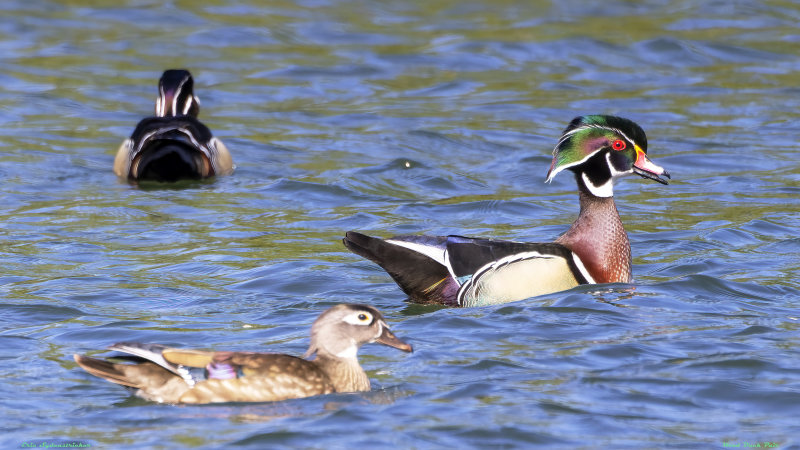 Wood Duck Pair