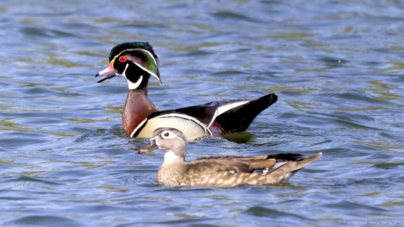 Wood Duck Pair