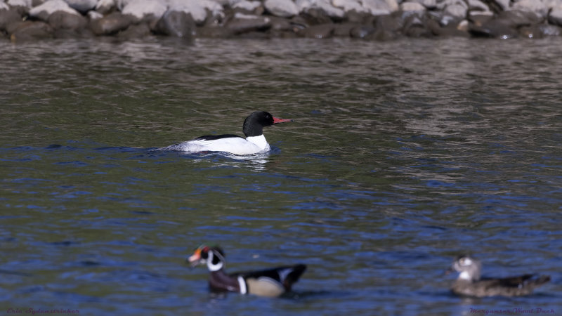 Merganser/Wood Ducks