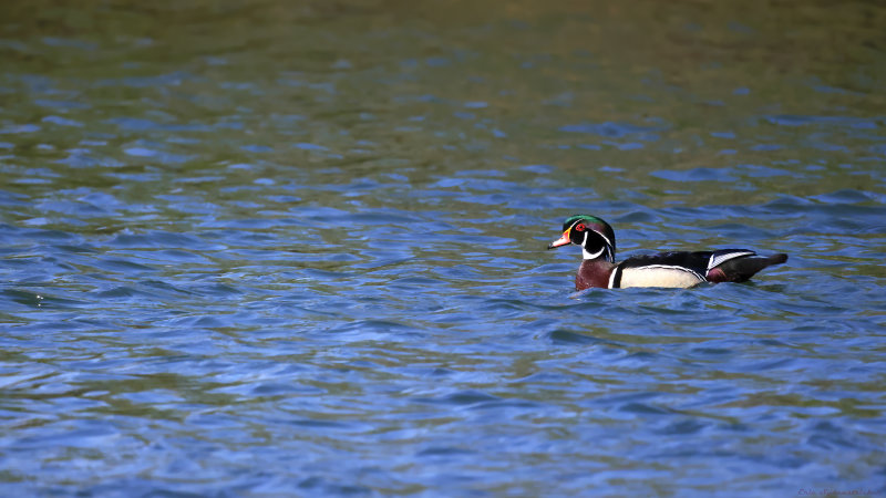 Wood Duck