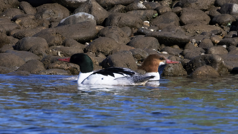 Merganser pair