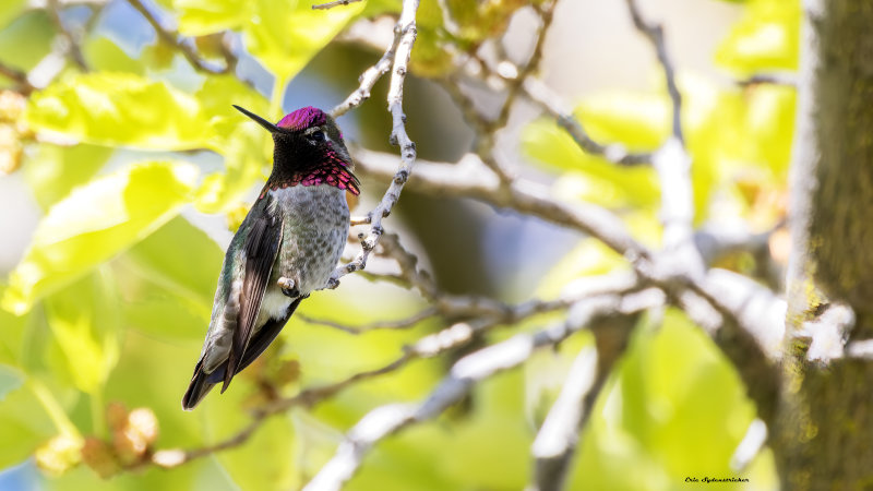 Annas Hummingbird