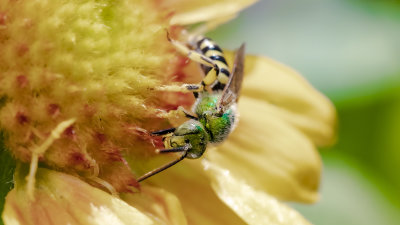Agapostemon virescens