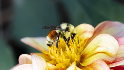  Bombus ternarius 