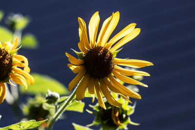 Sun Flower