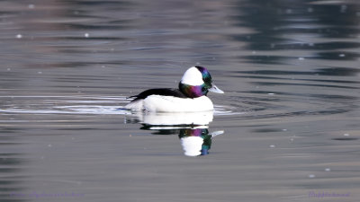 Bufflehead