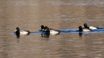 Greater Scaup