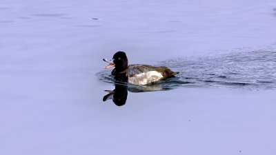 Greater Scaup