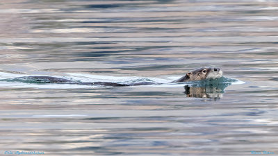 River Otter