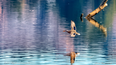 Mallard Hen