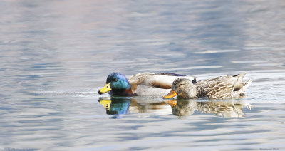 Mallard Pair
