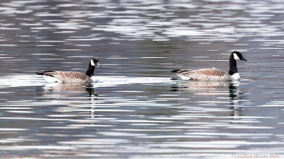 Canadian Geese Pair