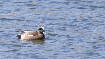 American Wigeon