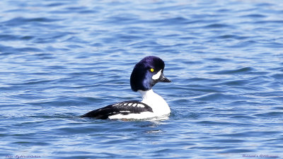 Barrow's Goldeneye