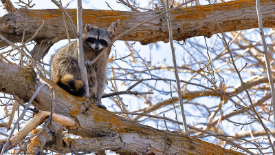 Raccoon