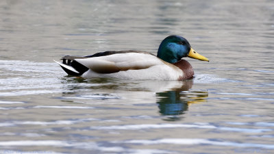 Mallard Drake