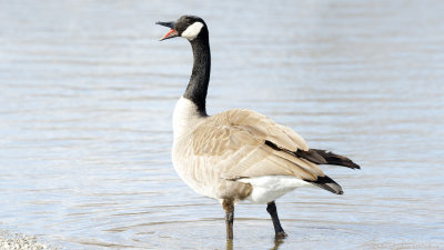 Canadian Goose