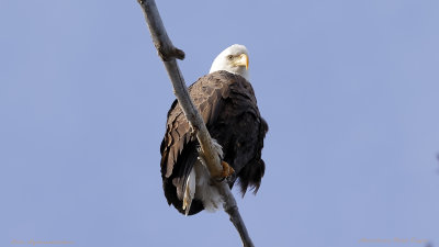 American Bald Eagle