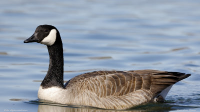 Canadian Goose