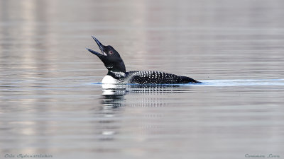 Common Loon