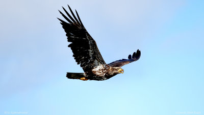 Juvenile Bald Eagle