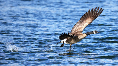 Canadian Goose