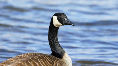 Canadian Goose