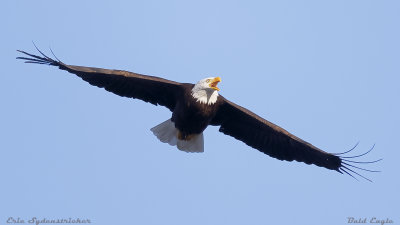 Bald Eagle