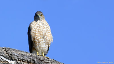 Sharp-Shinned Hawk
